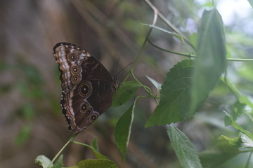 Schmetterling auf Blatt braun 