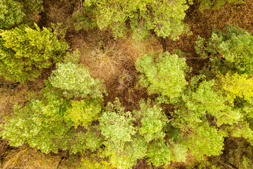 Top down aerial view of green summer forest with many fresh trees.