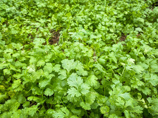 .Coriander growing up in farm, Coriander is loaded with antioxidants