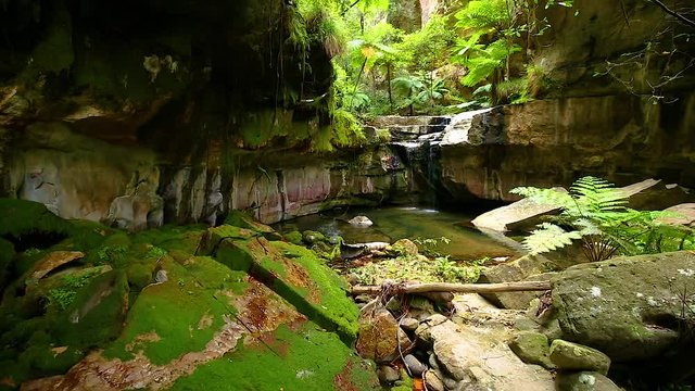 Locked off motion of water dripping constantly on sandstone rocks to sustains a lush green carpet of mosses and ferns on the formation known as ( Moss Garden)  at Carnarvon Gorge, Queensland