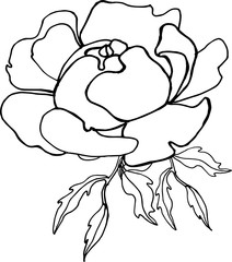 Fototapeta premium Peony flower hand drawing line art nature tattoo petal design pion plant illustration romantic sketch spring summer vector leaf floral garden graphic decoration botanical