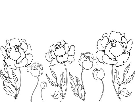 Download 19 518 Best Peony Sketch Images Stock Photos Vectors Adobe Stock