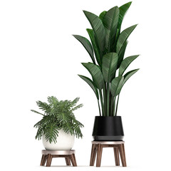 3d illustration of tropical plants Strelitzia in a white pot on a white background