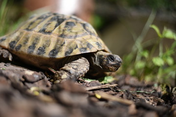 Obraz premium Schildkröte von der Seite