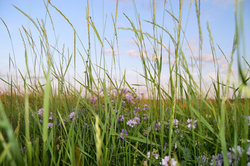 grass and water