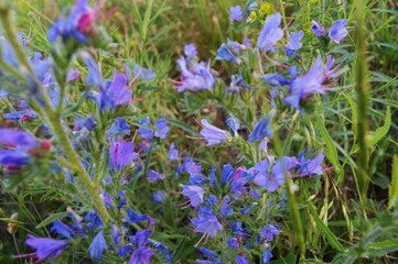 field of flowers