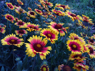 Fototapeta na wymiar colorful flowers on blue background