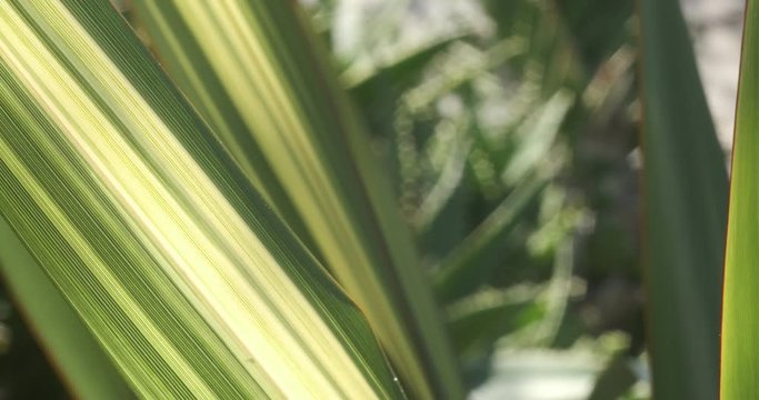 Green and yellow variegated Formium (Phormium) leaves. Detail macro photography of a lanceolate leaf.