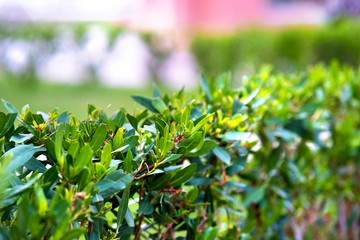 Closeup of fresh green surfase of hedge with vibrant green leaves growing in summer garden.
