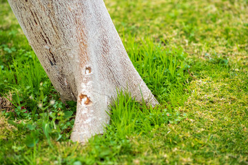 Close up of a big tree trunk on green grass lawn in summer.