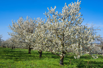 Naklejka premium Kirschblüte in der Fränkischen Schweiz/Deutschland