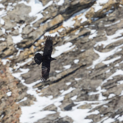 northern raven (corvus corax) flying in front of snowy wall of rock