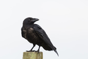close-up isolated northern raven (corvus corax) standing on wooden stake - 331413685