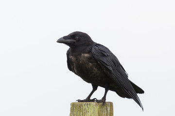 close-up isolated northern raven (corvus corax) standing on wooden pile