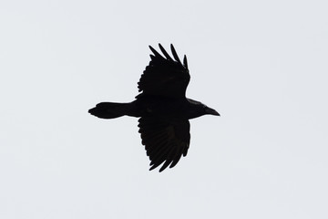 silhouette of flying isolated northern raven (corvus corax)