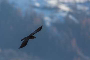 northern raven (corvus corax) flying in mountain forest
