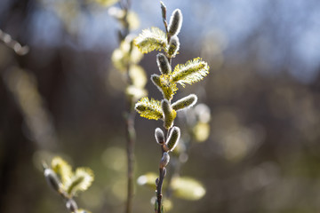 Sal-Weide, Palmkätzchen im Frühling