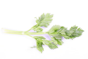 Green celery isolated on white background