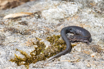 Leadback phase of the redback salamander - Plethodon cinereus