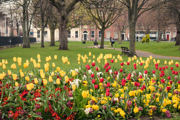 Flores de color amarillo y rojo en un parque de Dublin