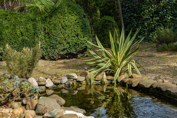 Beautiful yucca Gloriosa Variegata on the shores of  garden pond. Striped sharp leaves adorn landscaped garden. Sunny day in early spring. Nature concept for design. There is place for text.