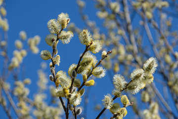 Gelb blühende Weidenkätzchen (lat.: salix) vor blauem Himmel