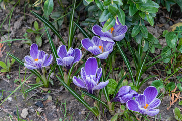 King of Striped Crocus with purple petals on blurred background. Selective focus. Close-up. Spring landscape in landscaped garden. Nature of North Caucasus. Nature concept for design.