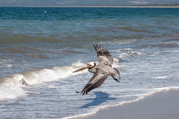 Pelicano