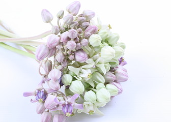 Naklejka na ściany i meble Colorful white and purple flower, Crown Flower, Giant Indian Milkweed, isolated on a white background
