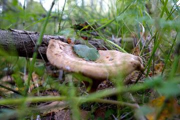 Wild mushroom among green grass