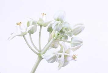 Colorful white and purple flower, Crown Flower, Giant Indian Milkweed, isolated on a white background