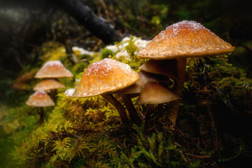 Yellow brown mushrooms in green moss with snow