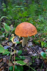 Wild mushroom among green grass