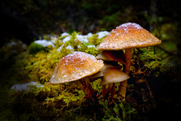 Yellow brown mushrooms in green moss with snow