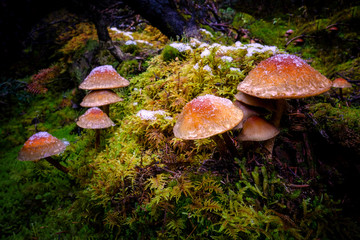 Yellow brown mushrooms in green moss with snow