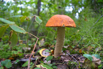 Wild mushroom among green grass