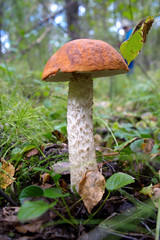 Wild mushroom among green grass