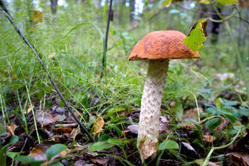 Wild mushroom among green grass
