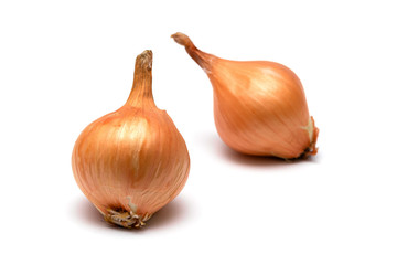 two fresh bulbs of onion on a white background
