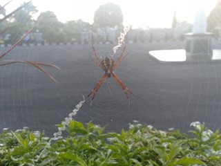 a white and yellow orb weaver spider on a strand of spun silk web against a blue sky in Cotacachi,...