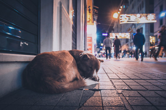 A stray abandoned dog during the night on the busy city street in Istanbul. People walking past the hungry abandoned dog.