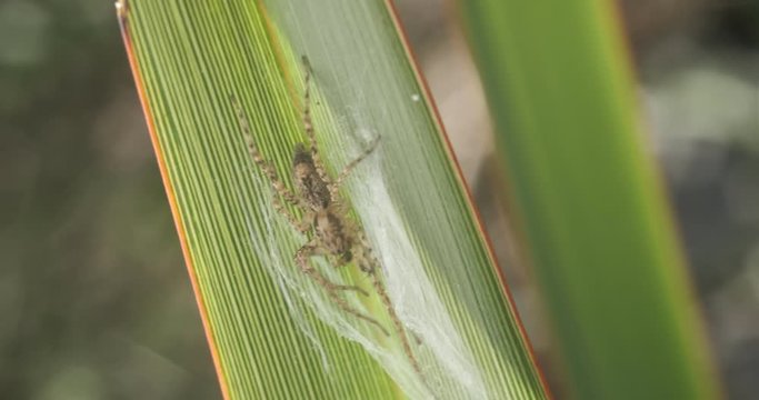 Small spider on a green and yellow  lanceolate leaf. Formium (Phormium) variegated. Detail macro photography.