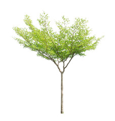 Single tree isolated, a Black afara trees, known as many name are Ivory coast almond, Idigbo, framire and emeri, an evergreen leaves plant dicut on white background with clipping path