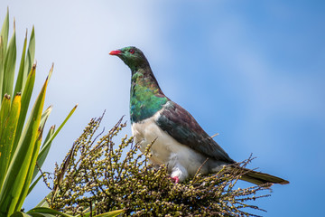 View of adult New Zealand pigeon perched in cabbage tree