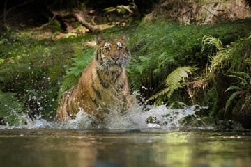 Beautiful young Siberian Tiger in a river, deep in a forest. Amazing and majestic mammal, dangerous yet endangered. Pure nature, forest, river.