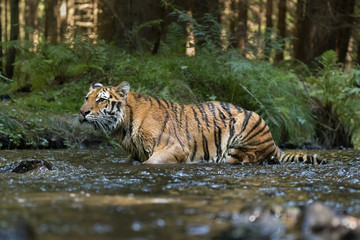 Naklejka na ściany i meble Beautiful young Siberian Tiger in a river, deep in a forest. Amazing and majestic mammal, dangerous yet endangered. Pure nature, forest, river.