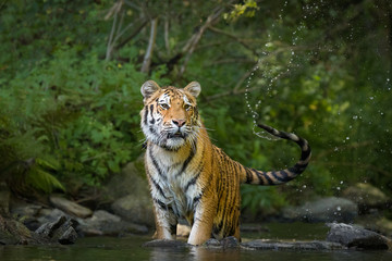 Beautiful young Siberian Tiger in a river, deep in a forest. Amazing and majestic mammal, dangerous yet endangered. Pure nature, forest, river.