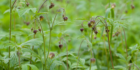 blooming flowers Geranium with buds in a summer morning field