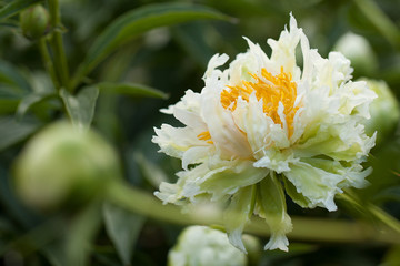 unusual fluffy white peonies with delicate petals