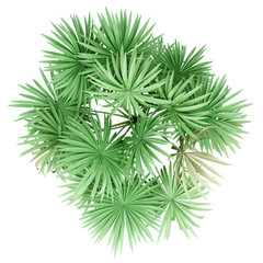 thatch palm tree isolated on white background. top view